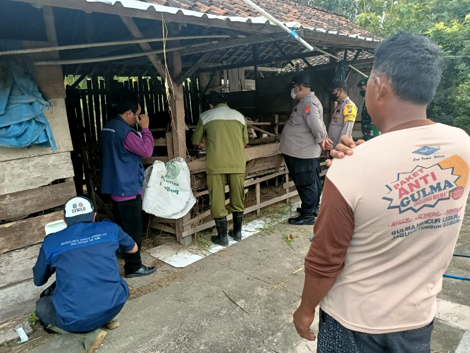 Kapolsek Bringin Lakukan Pendampingan dan Pengamanan Vaksinasi PMK 100 Ekor Sapi di Dusun Belikwatu