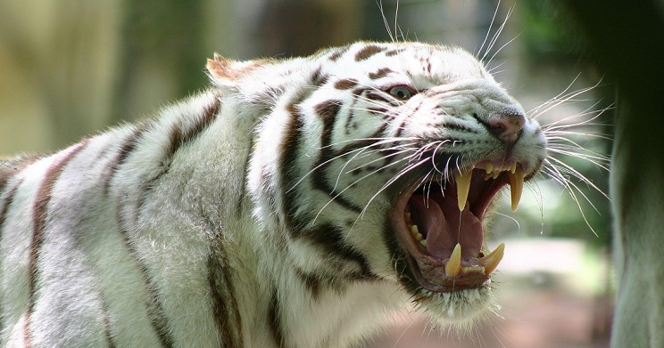  Tragis, Penjaga Kebun Binatang Tewas Diterkam Harimau Putih
