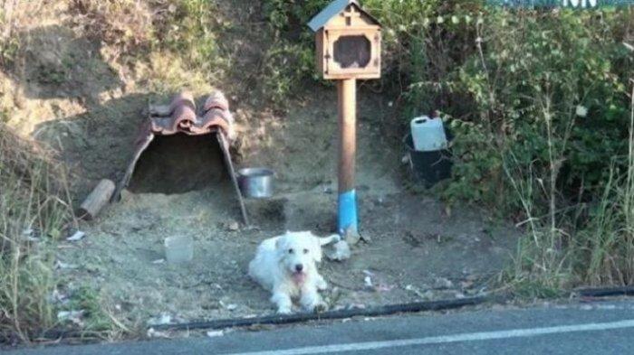  Anjing di Yunani, Setia Menunggu Pemiliknya yang Meninggal
