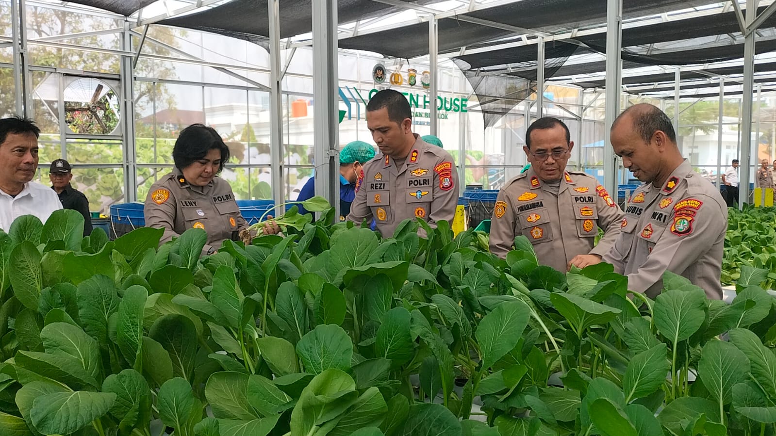 Polda Metro Jaya Panen 82 Kilogram Pakcoy untuk Dukung Program Makan Bergizi Gratis