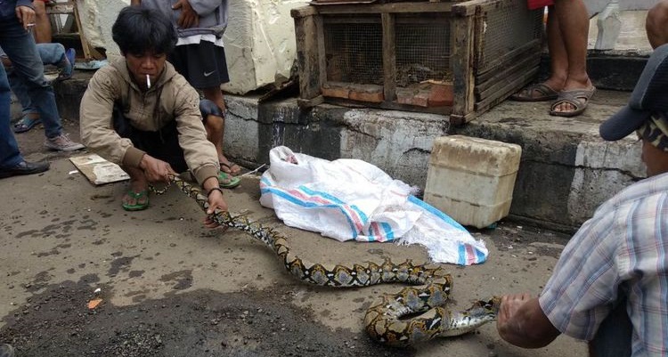  Ciliwung Meluap, Kura-kura hingga Ular Sanca Keluar 