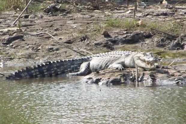   34 Wisatawan Tewas Diterkam Buaya di Pantai Wisata Kupang